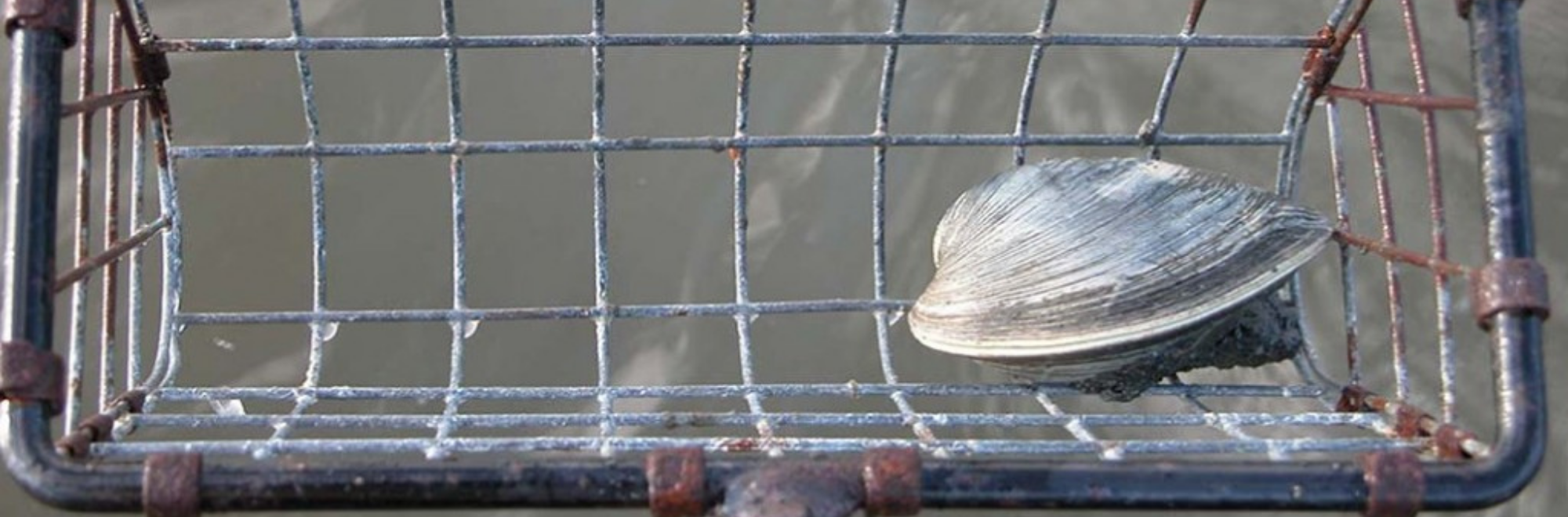 clam in rake above water