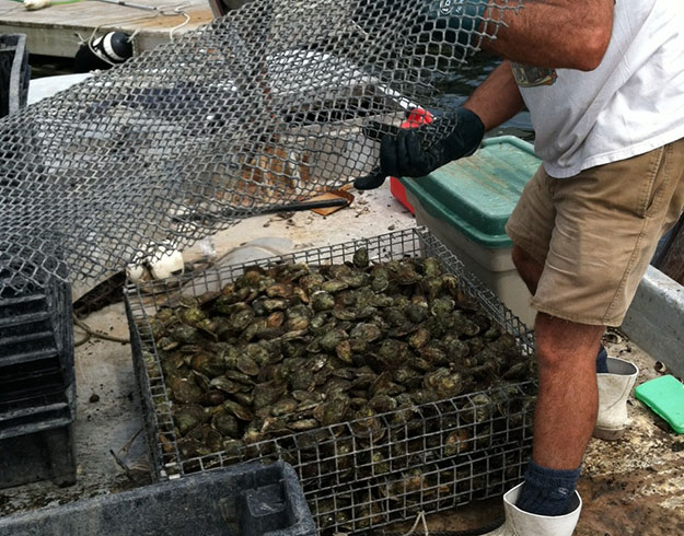 shellfish farming